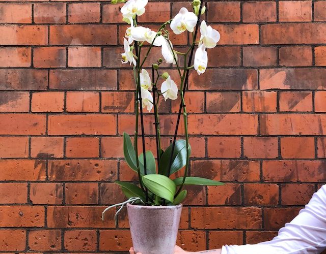image of a white orchid plant in a pot, pictured in front of a red brick wall