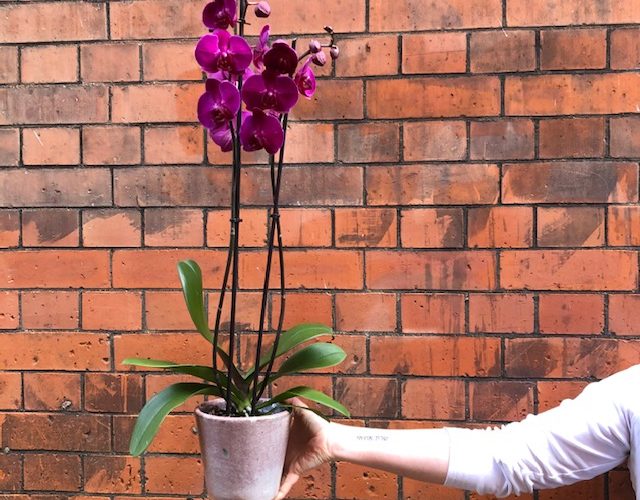 image of a deep pink orchid plant in a pot, in front of a red brick wall.
