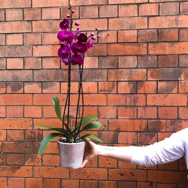 image of a deep pink orchid plant in a pot, in front of a red brick wall.