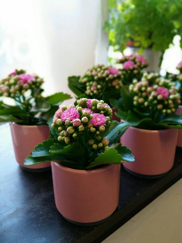 image of a flowering plant in a pink pot