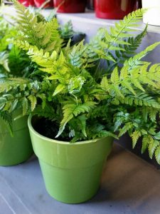 image of a fern in a green pot